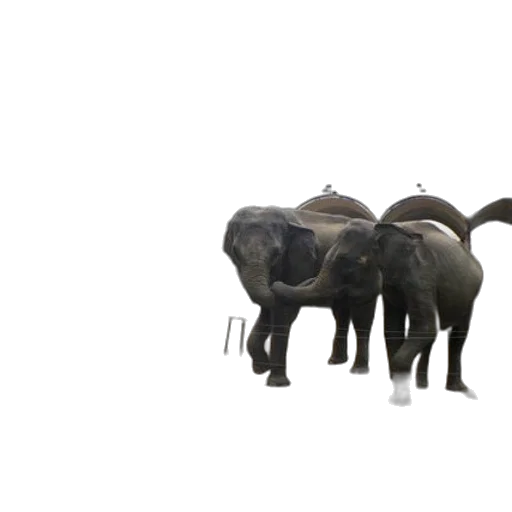 animal, creature, 3d render, concept art, photorealistic, elephants, enclosure, concrete transparent PNG cut-out
