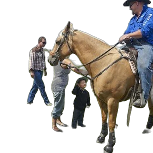animal, staff, jacket, man, horseback, greets, small, child transparent PNG cut-out