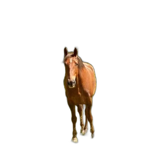 animal, creature, staff, hat, photorealistic, 3d render, pixel art, oil painting transparent PNG cut-out