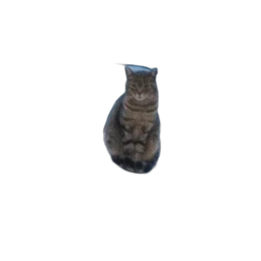 bottle, staff, animal, jewelry, 3d render, photorealistic, cat, sits transparent PNG cut-out