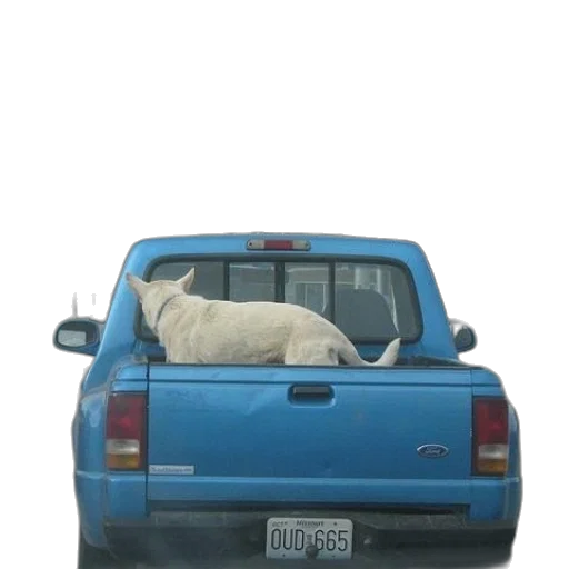 car, animal, creature, dragon, white, dog, sitting, back transparent PNG cut-out