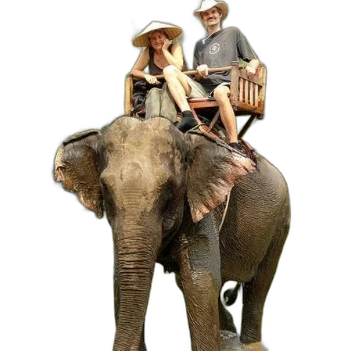 animal, hat, concept art, photorealistic transparent PNG cut-out