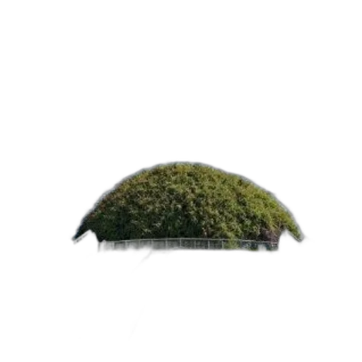 hat, tree, hair, crown transparent PNG cut-out