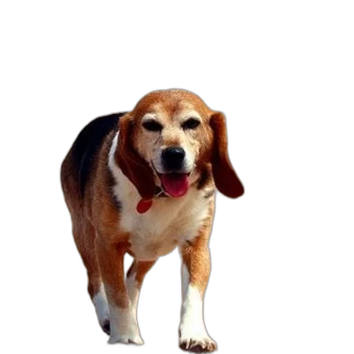 animal, creature, staff, face, photorealistic, 3d render, pixel art, concept art transparent PNG cut-out