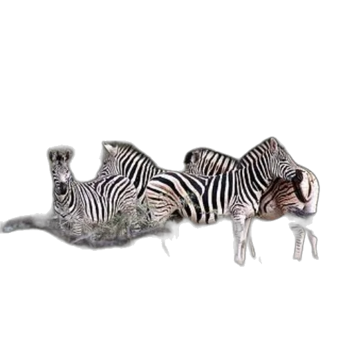 animal, creature, jewelry, dragon, 3d render, concept art, photorealistic, group transparent PNG cut-out
