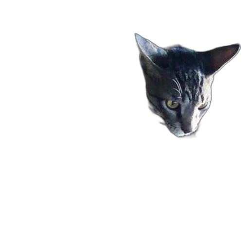 animal, creature, face, dragon, photorealistic, 3d render, pixel art, concept art transparent PNG cut-out
