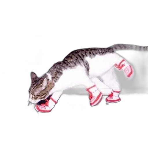dragon, shoes, creature, animal, concept art, 3d render, photorealistic, cat transparent PNG cut-out