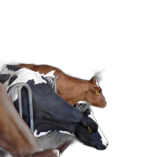 animal, food, shoes, weapon transparent PNG cut-out