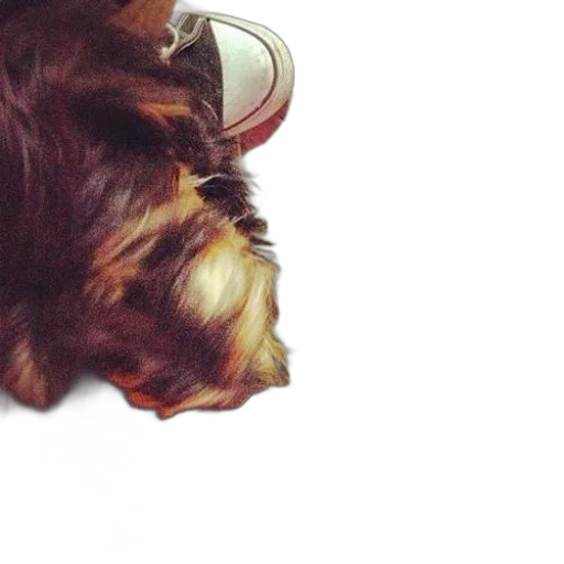 hair, mask, face, animal transparent PNG cut-out