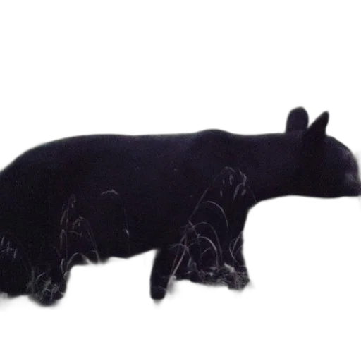 animal, creature, dragon, furniture transparent PNG cut-out