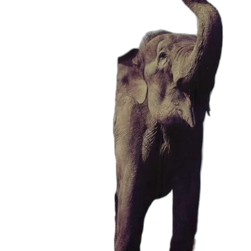 animal, creature, staff, mask, photorealistic, concept art, 3d render, watercolor transparent PNG cut-out
