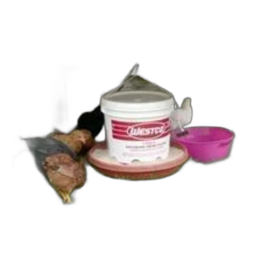 food, chickens, gather, around, westco, bucket, pink, bowl transparent PNG cut-out