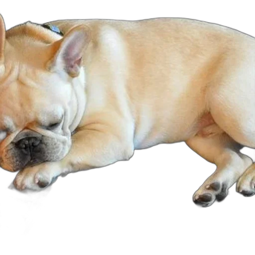 animal, creature, staff, photorealistic, 3d render, french, bulldog, peacefully transparent PNG cut-out