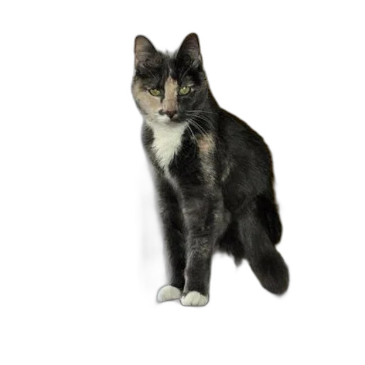 animal, staff, creature, 3d render, photorealistic, black, white, cat transparent PNG cut-out