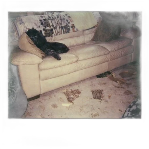 furniture, shoes, animal, creature, photorealistic, fire, earth tones, polaroid transparent PNG cut-out