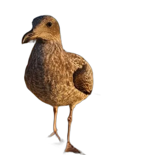 animal, creature, dress, food, 3d render, photorealistic, concept art, seagull transparent PNG cut-out