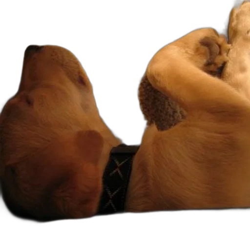 animal, staff, jacket, furniture, photorealistic, 3d render, two, puppies transparent PNG cut-out