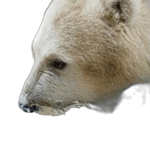 animal, face, creature, mask transparent PNG cut-out