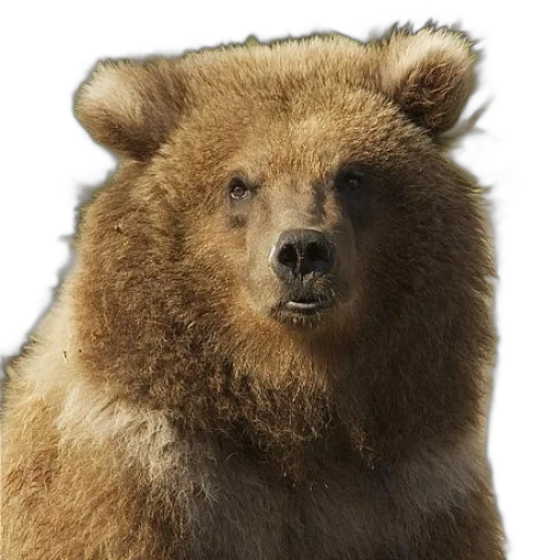 animal, face, creature, staff, photorealistic, concept art, 3d render, close-up transparent PNG cut-out