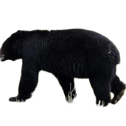 animal, creature, staff, hair, 3d render, concept art, photorealistic, black transparent PNG cut-out