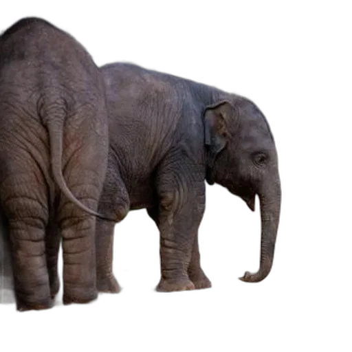 animal, creature, weapon, staff, photorealistic, 3d render, concept art, two transparent PNG cut-out