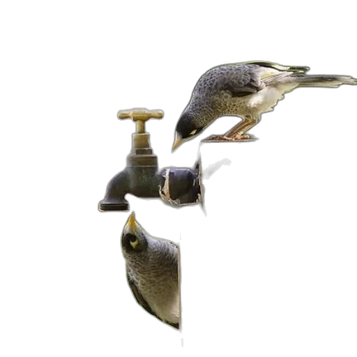 animal, jewelry, 3d render, photorealistic, concept art, two, birds, perched transparent PNG cut-out