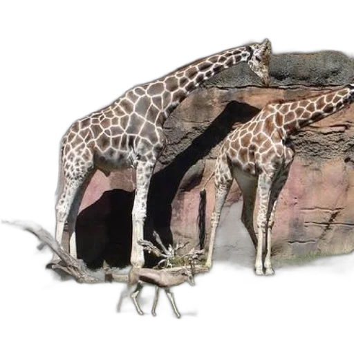 shoes, animal, dragon, creature transparent PNG cut-out