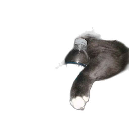 bottle, animal, robot, staff, 3d render, photorealistic, cat, holds transparent PNG cut-out