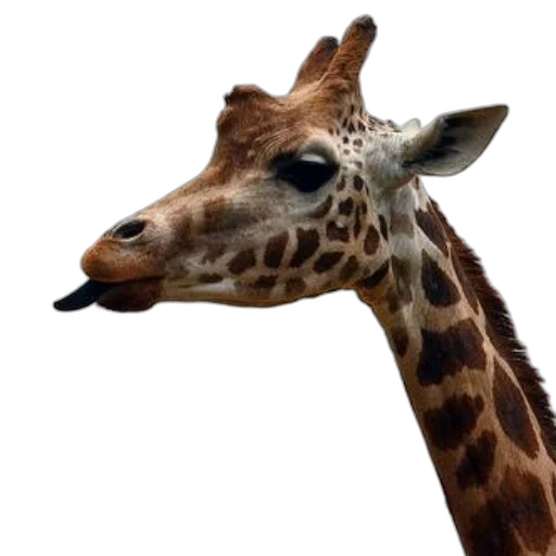 animal, creature, face, staff, photorealistic, 3d render, giraffe, tongue transparent PNG cut-out