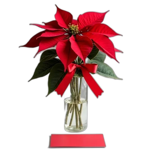 flower, crown, staff, 3d render, photorealistic, red, poinsettia, plant transparent PNG cut-out