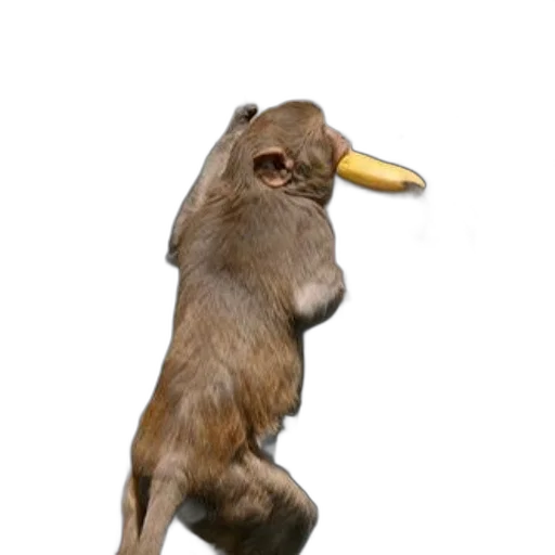 animal, creature, staff, mask, concept art, 3d render, photorealistic, monkey transparent PNG cut-out