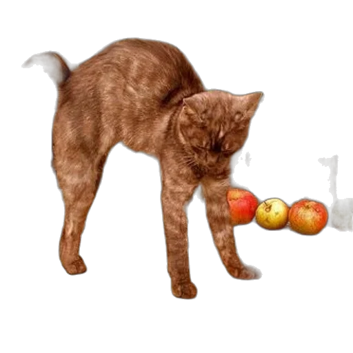 animal, food, staff, weapon, photorealistic, concept art, 3d render, pixel art transparent PNG cut-out