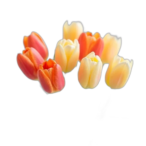 crown, jewelry, flower, food, 3d render, tulips, bouquet, white transparent PNG cut-out