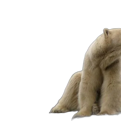 animal, creature, concept art, two, polar, bears, rocky, enclosure transparent PNG cut-out