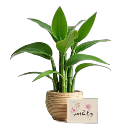 flower, photorealistic, 3d render, two, layer, bamboo, plant, greeting transparent PNG cut-out