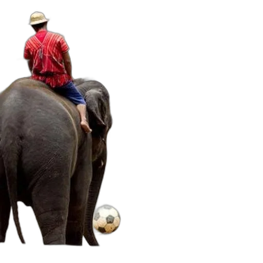animal, hat, photorealistic, concept art, person, rides, elephant, setting transparent PNG cut-out