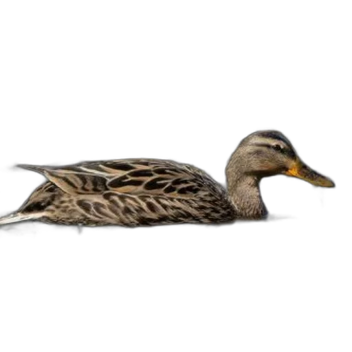 animal, creature, crown, jacket, photorealistic, 3d render, duck, yellow transparent PNG cut-out