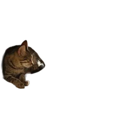 animal, staff, creature, hat, photorealistic, 3d render, pixel art, concept art transparent PNG cut-out