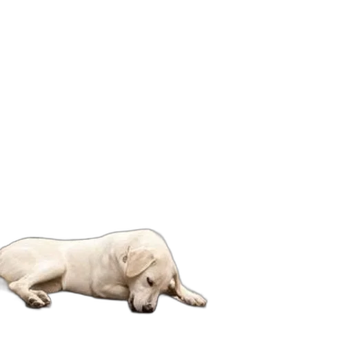 animal, creature, food, staff, pixel art, concept art, 3d render, photorealistic transparent PNG cut-out