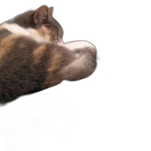 animal, staff, creature, shoes, photorealistic, 3d render, cat, sleeping transparent PNG cut-out