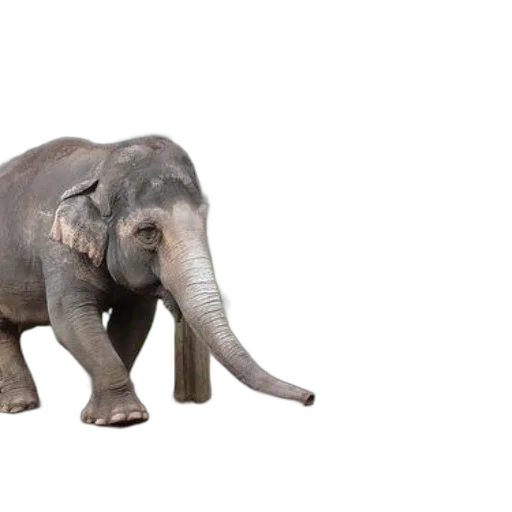 animal, creature, weapon, staff, 3d render, photorealistic, concept art, elephant transparent PNG cut-out