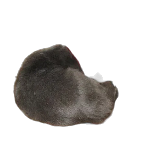 hat, hair, animal, creature, photorealistic, 3d render, two, cats transparent PNG cut-out