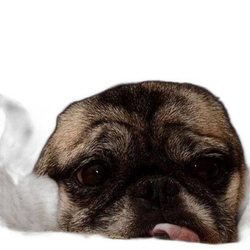 animal, face, hat, creature, photorealistic, 3d render, pug, dog transparent PNG cut-out