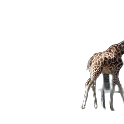 animal, creature, furniture, crown, 3d render, concept art, photorealistic, pixel art transparent PNG cut-out