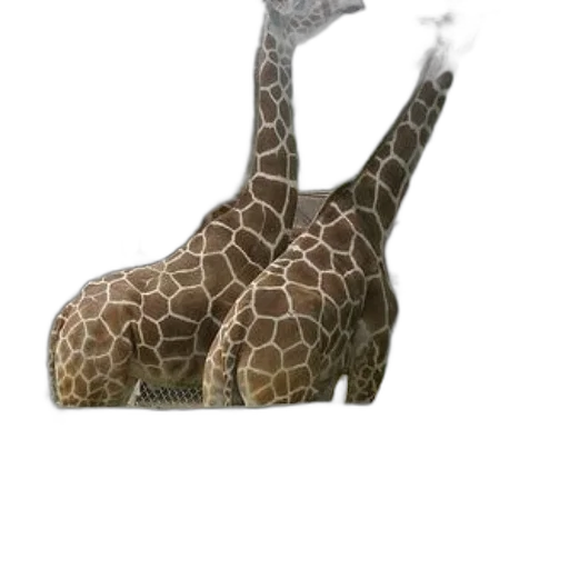animal, creature, shoes, hat, 3d render, concept art, photorealistic, fantasy art transparent PNG cut-out