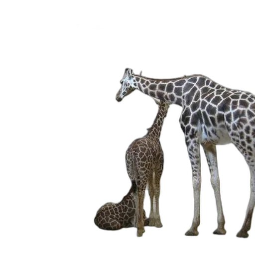 animal, creature, 3d render, concept art transparent PNG cut-out