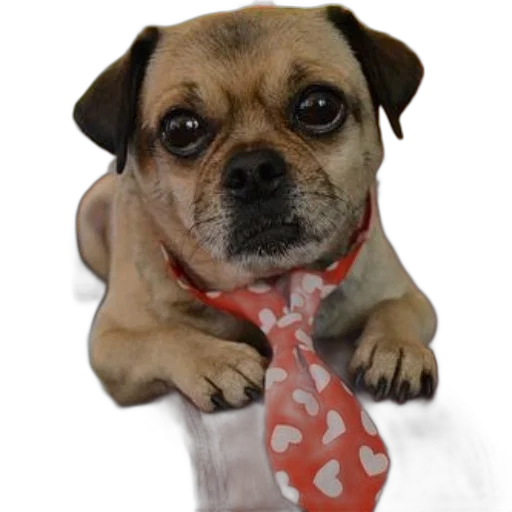 staff, animal, cute, pug, wearing, red, tie, white transparent PNG cut-out