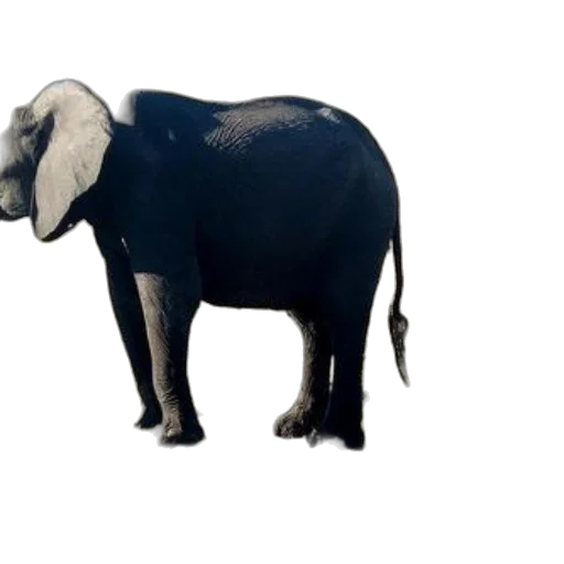 animal, creature, hat, staff, concept art, 3d render, photorealistic, two transparent PNG cut-out