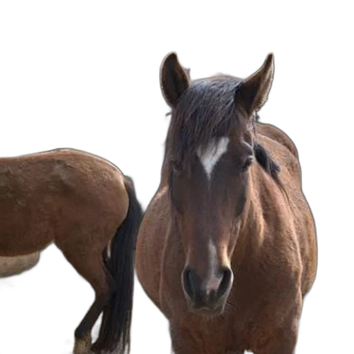 animal, hair, creature, staff, photorealistic, 3d render, concept art, brown transparent PNG cut-out