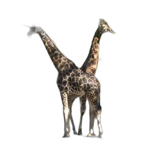 animal, creature, weapon, dragon, 3d render, concept art, photorealistic, fantasy art transparent PNG cut-out